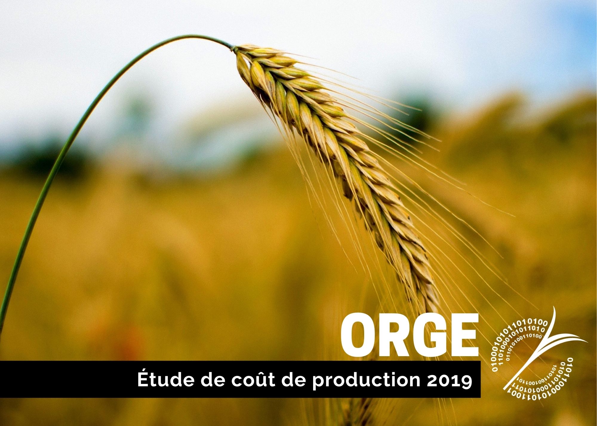 Études de coûts de production : SOMMAIRE DU COÛT DE PRODUCTION DE L'ORGE - 2019